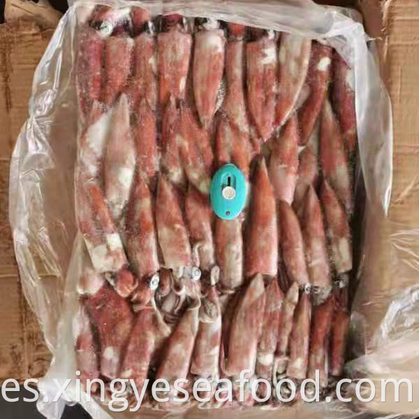 Frozen Squid Loligo Chinensis